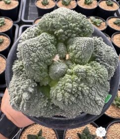 Ariocarpus cauliflower x Godzilla