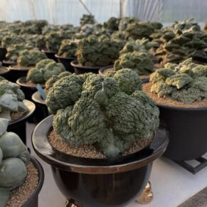 Ariocarpus cauliflower x Godzilla