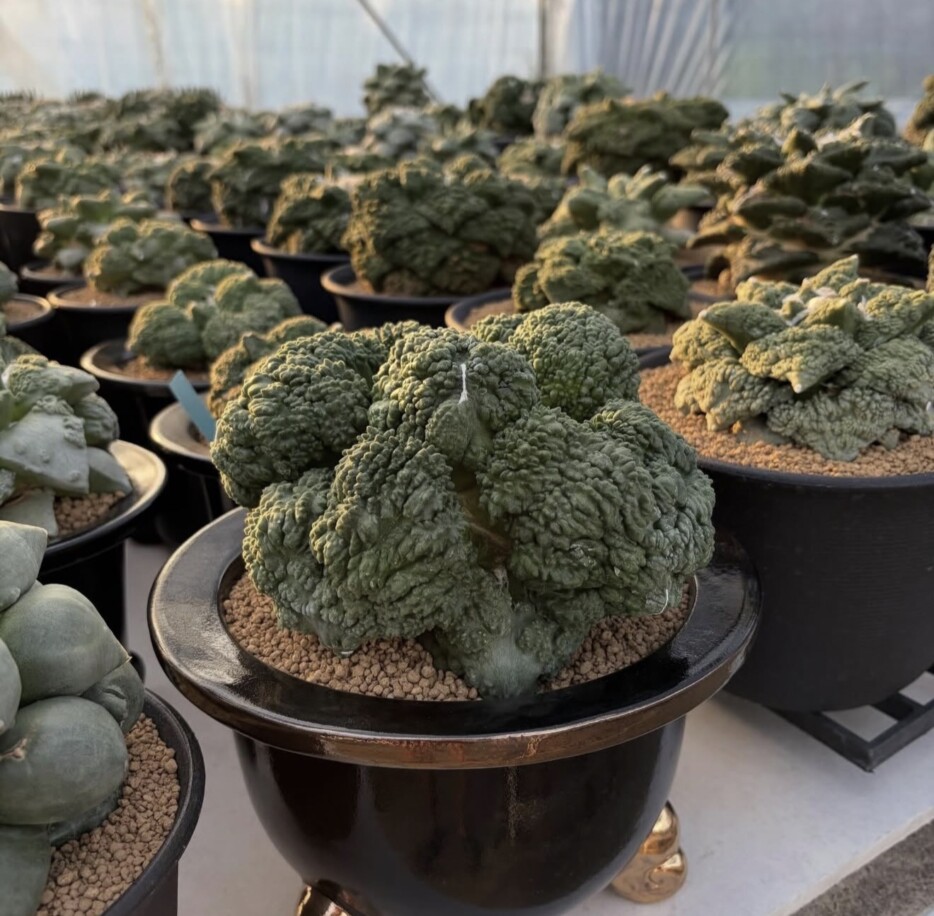 Ariocarpus cauliflower x Godzilla