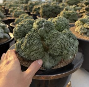Ariocarpus cauliflower x Godzilla