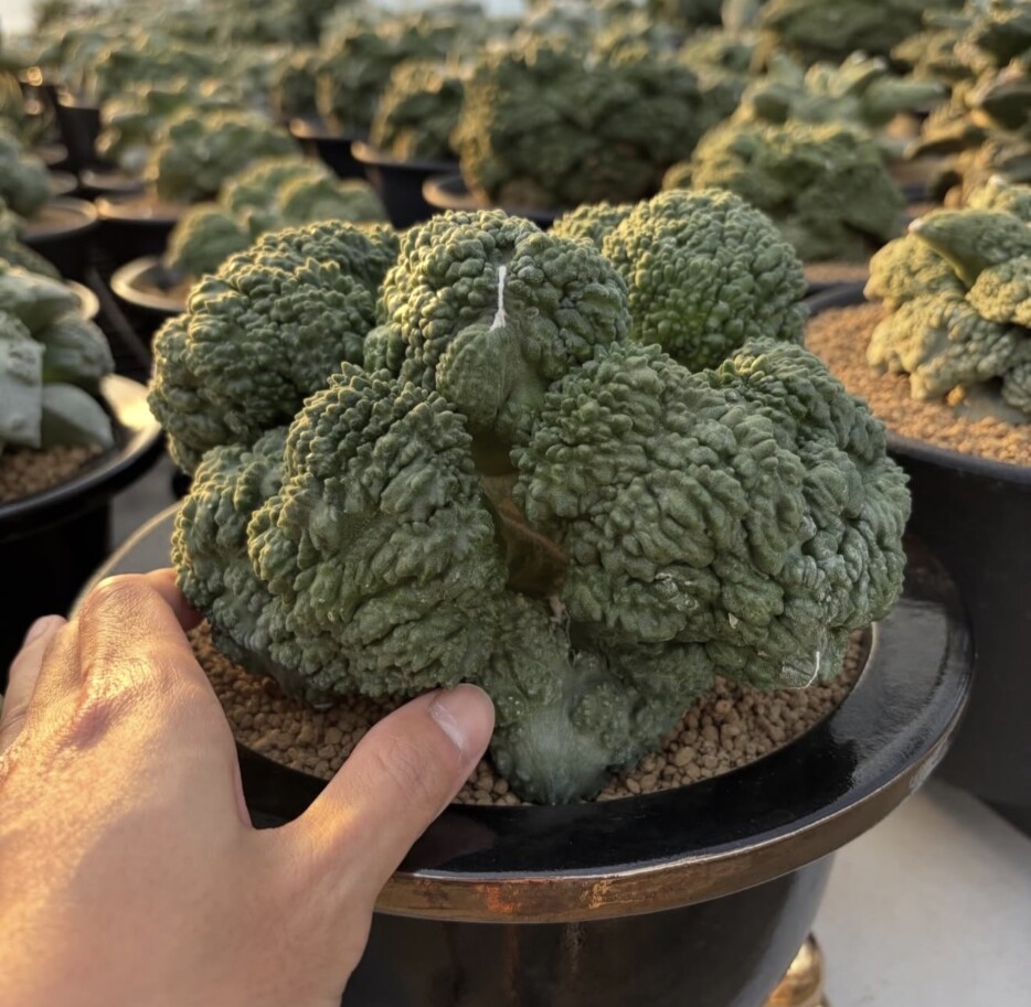 Ariocarpus cauliflower x Godzilla