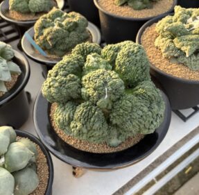 Ariocarpus cauliflower x Godzilla