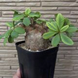 Euphorbia Itremensis