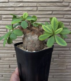Euphorbia Itremensis