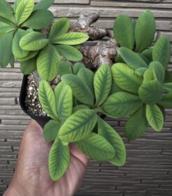 Euphorbia Itremensis