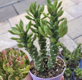Monadenium Stapeliodes