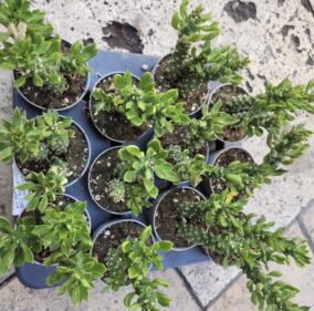 Monadenium Stapeliodes