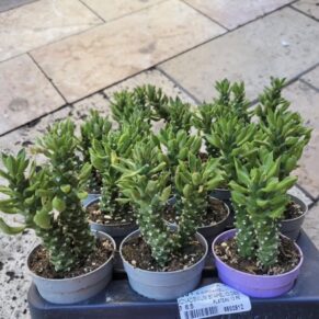 Monadenium Stapeliodes