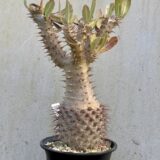 Pachypodium borombense