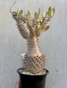 Pachypodium horombense