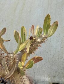 Pachypodium horombense