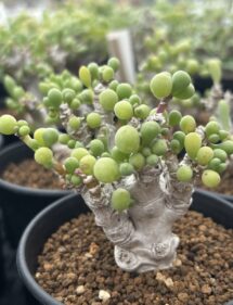 Euphorbia clavifolia