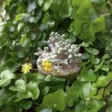 euphorbia clavifolia