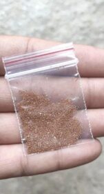 Delopsperma napoliforme