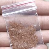 Delopsperma napoliforme