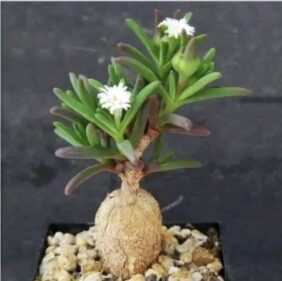 Delopsperma napoliforme seeds