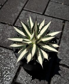 Agave Horrida