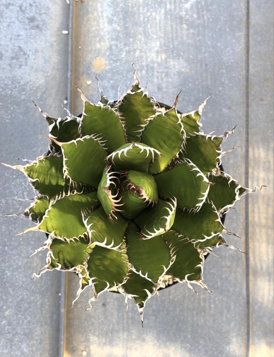 Agave Horrida - Image 6