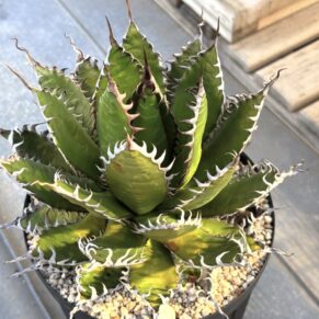 Agave Horrida