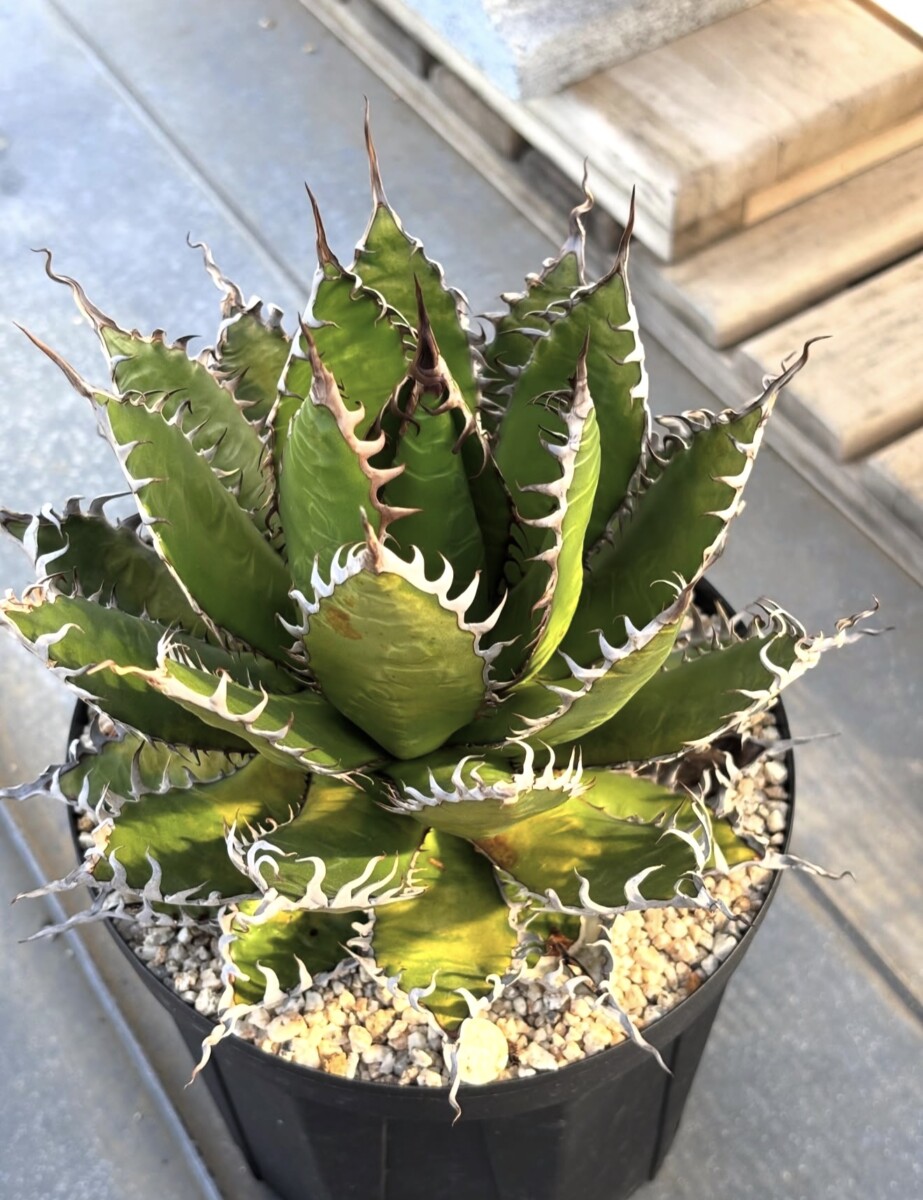 Agave Horrida