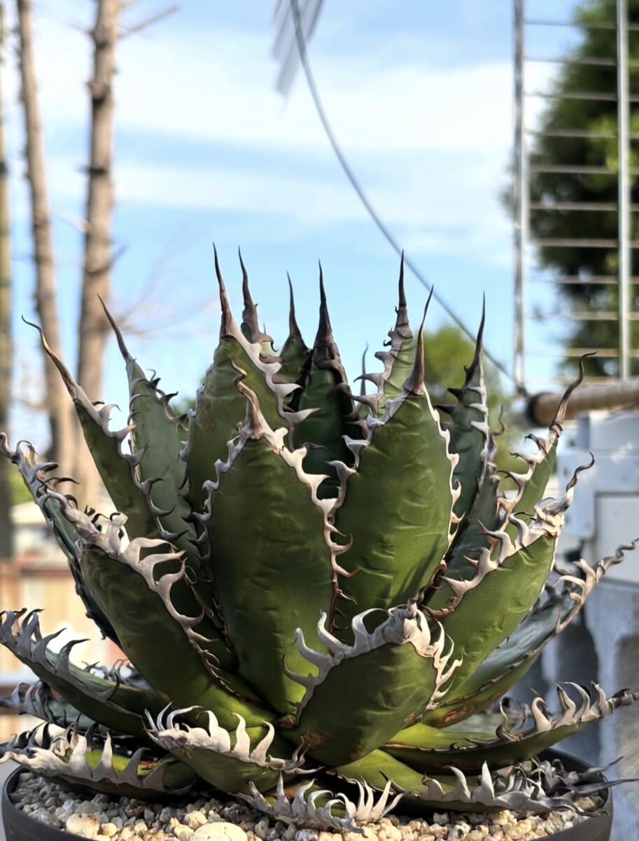 Agave Horrida - Image 3