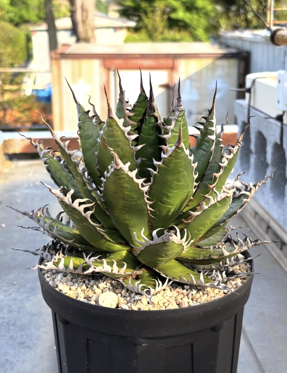Agave Horrida - Image 4