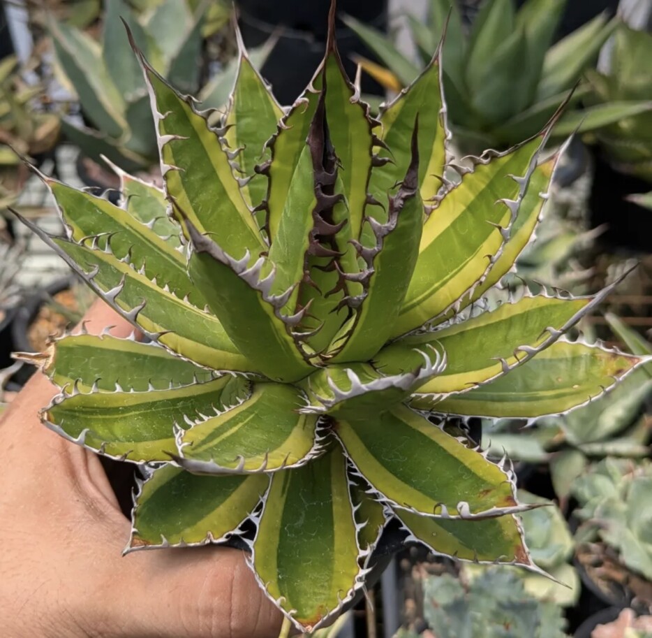Agave Horrida - Image 5