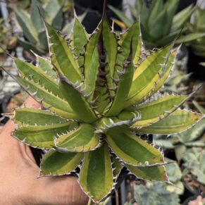 Agave Horrida