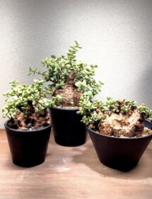 Ceraria pygmaea