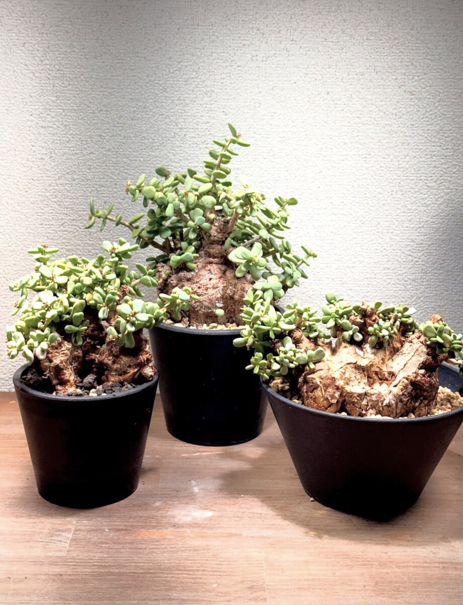 Ceraria pygmaea