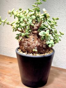 Ceraria pygmaea Ceraria pygmaea