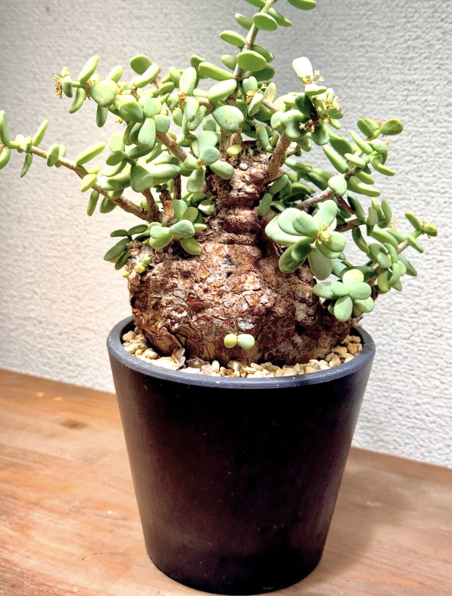 Ceraria pygmaea - Image 8