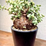 Ceraria pygmaea