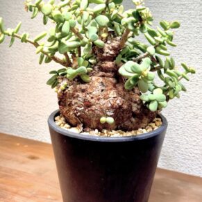 Ceraria pygmaea