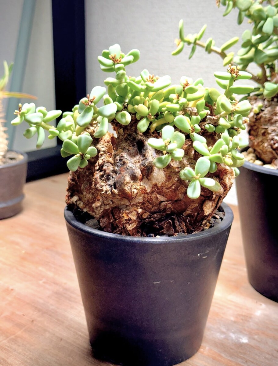 Ceraria pygmaea - Image 3