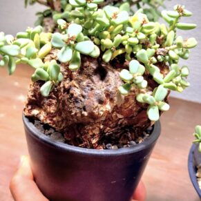 Ceraria pygmaea