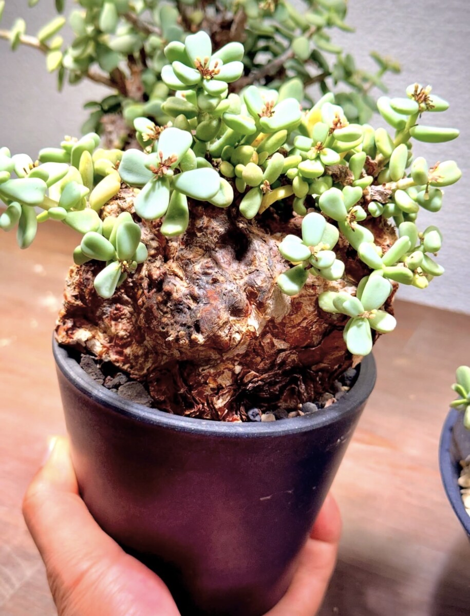 Ceraria pygmaea