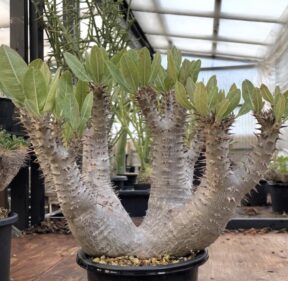 Pachypodium horombense Pachypodium horombense