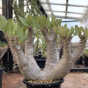 Pachypodium horombense