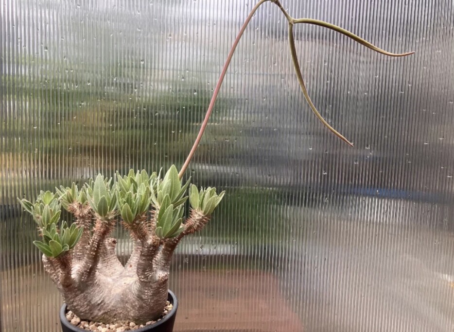 Pachypodium horombense