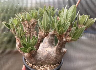 Pachypodium horombense