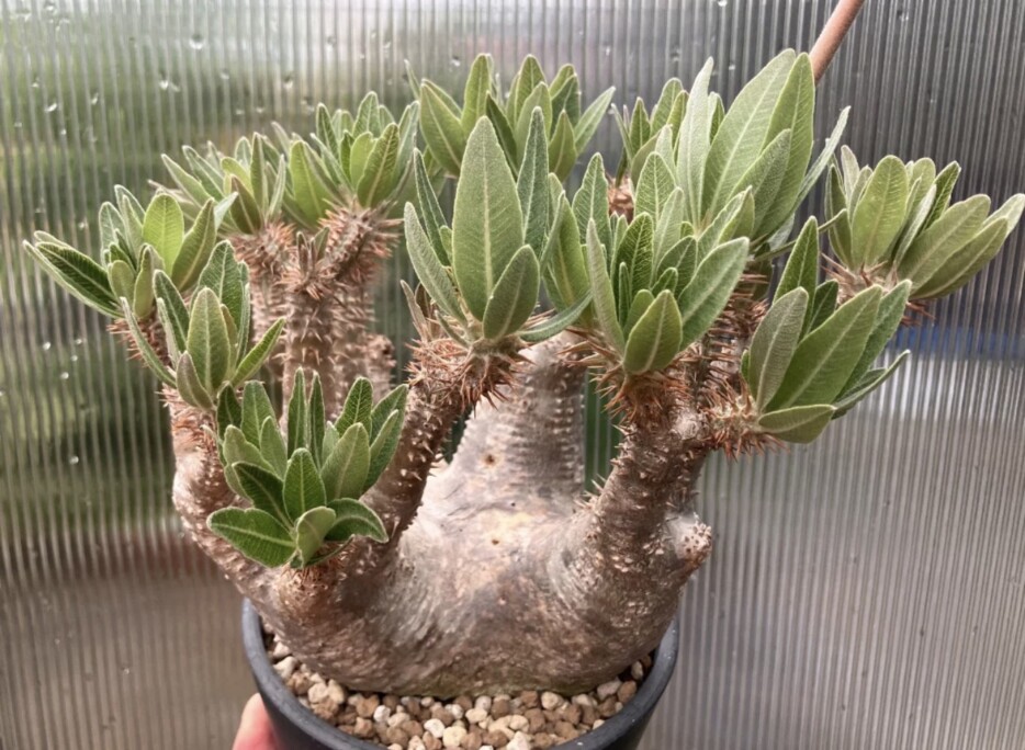 Pachypodium horombense