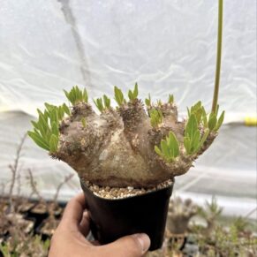 Pachypodium horombense