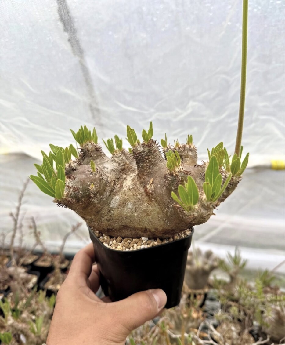 Pachypodium horombense