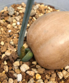 Macrozamia macdonnellii seeds