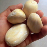 Macrozamia macdonnellii seeds