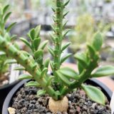 Euphorbia platyrrhiza