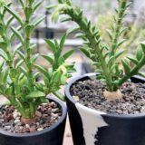 Euphorbia platyrrhiza