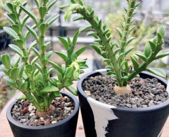 Euphorbia platyrrhiza
