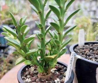 Euphorbia platyrrhiza
